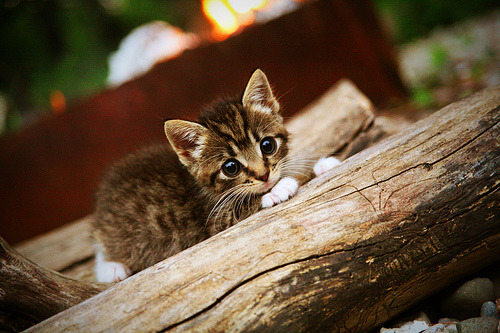 年度焦点之战，京多安接管切尔西血拼阿森纳的赛场