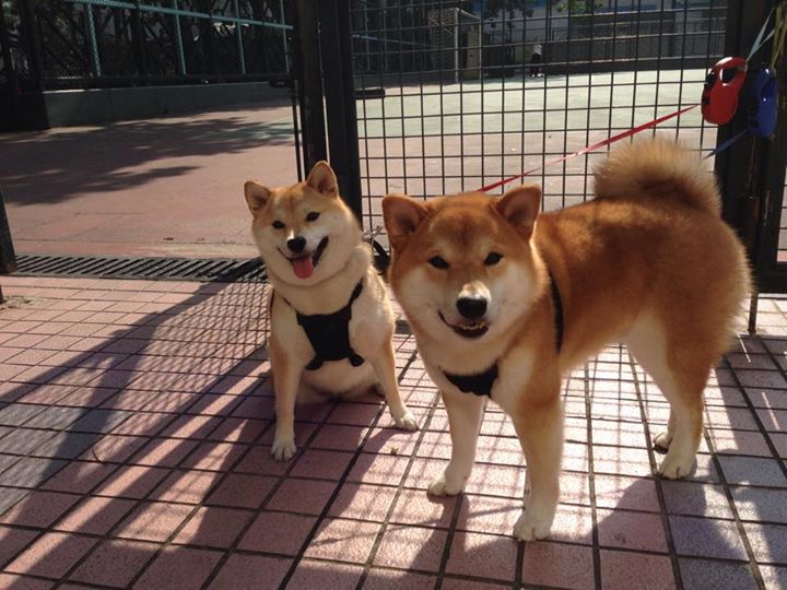 雷火电竞充值-友谊赛惊魂，基耶萨一击制胜，塞维利亚力克五星巴西