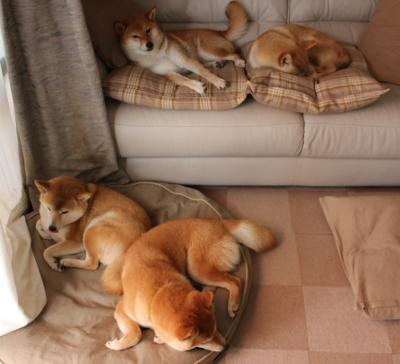 意甲焦点战启示录,黄蜂如何打穿深圳队防线