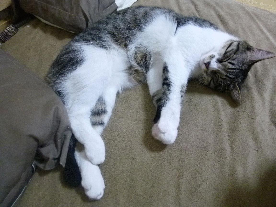 亚洲风暴席卷非洲大陆，中国男篮终结南非不败神话，归化球员赖斯加时赛一剑封喉