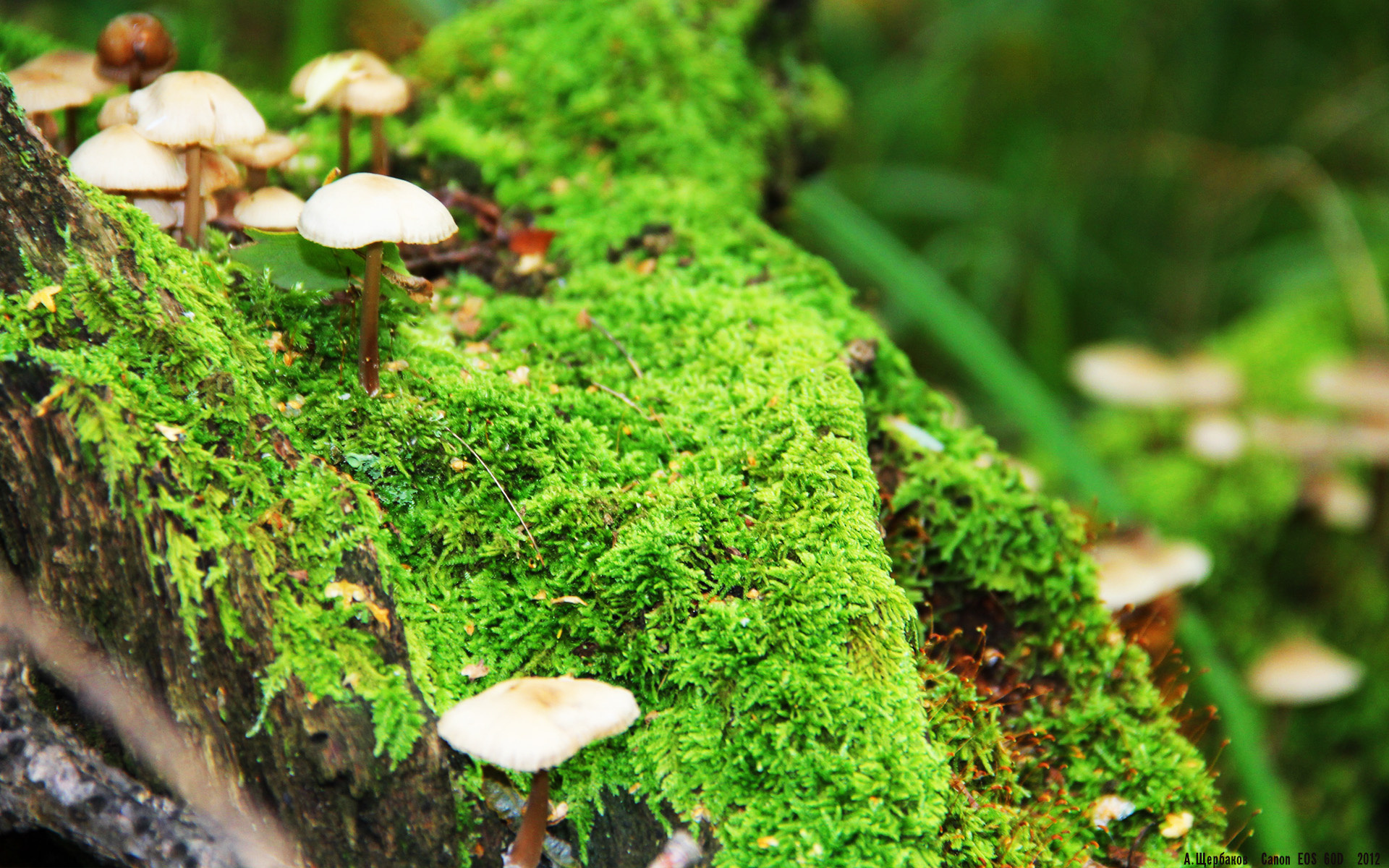 皮克在北境哨塔，当德意志铁骑遇见紫色百合