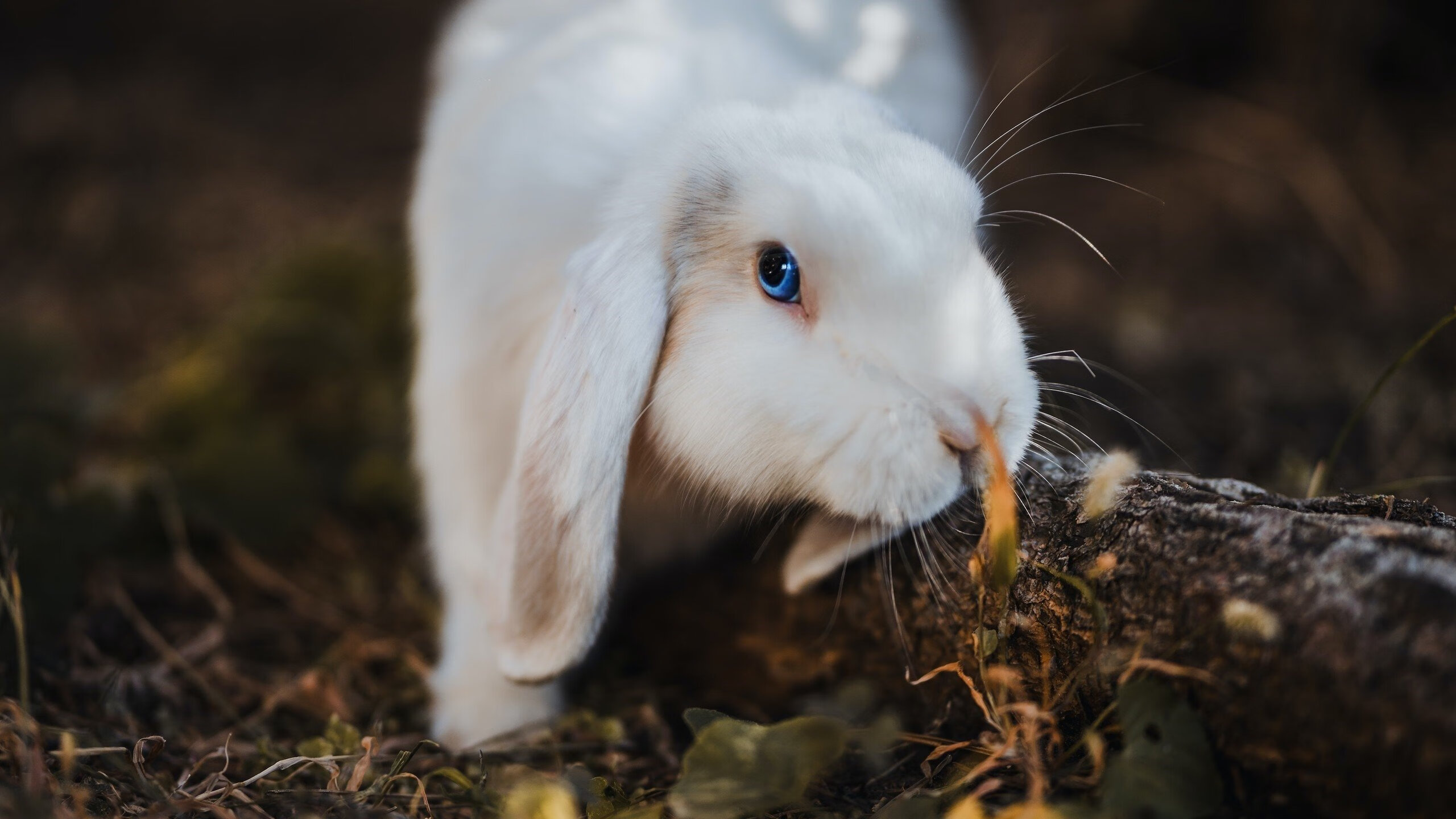 绿茵交响诗，瑞士鏙战葡萄牙，莫德里奇点燃的不只是一场胜利