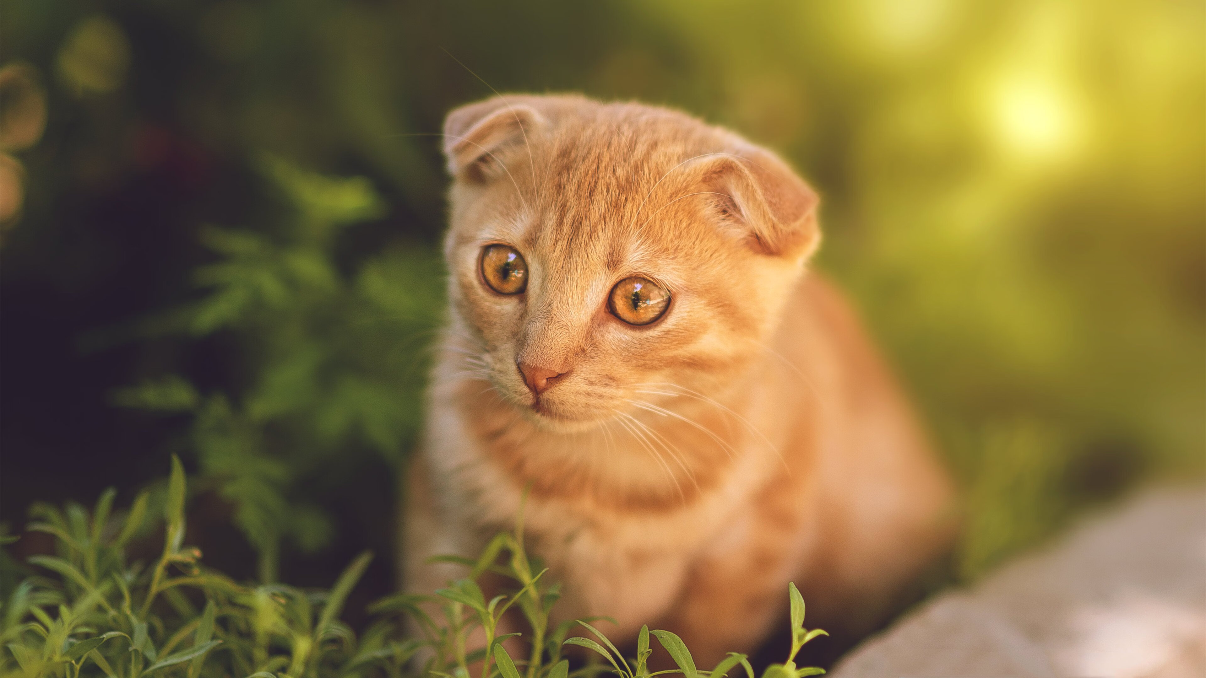 风车骑士与草原蛮牛，当范戴克的绝对理念接管一场南美世预赛