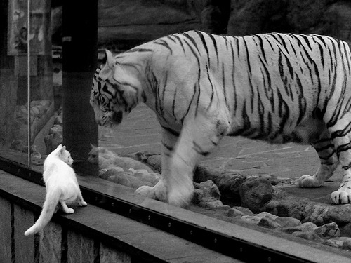 同一片土地，同一个神话，希腊战神的影子与荷兰神塔的崛起