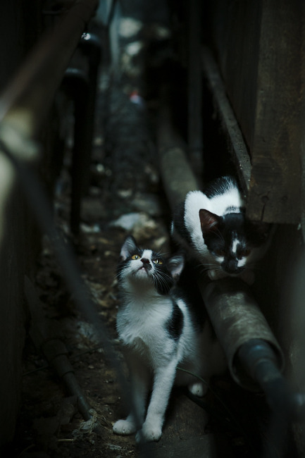 改写剧本,奥运资格焦点战,瑞典男队如何打破韩国十年压制?