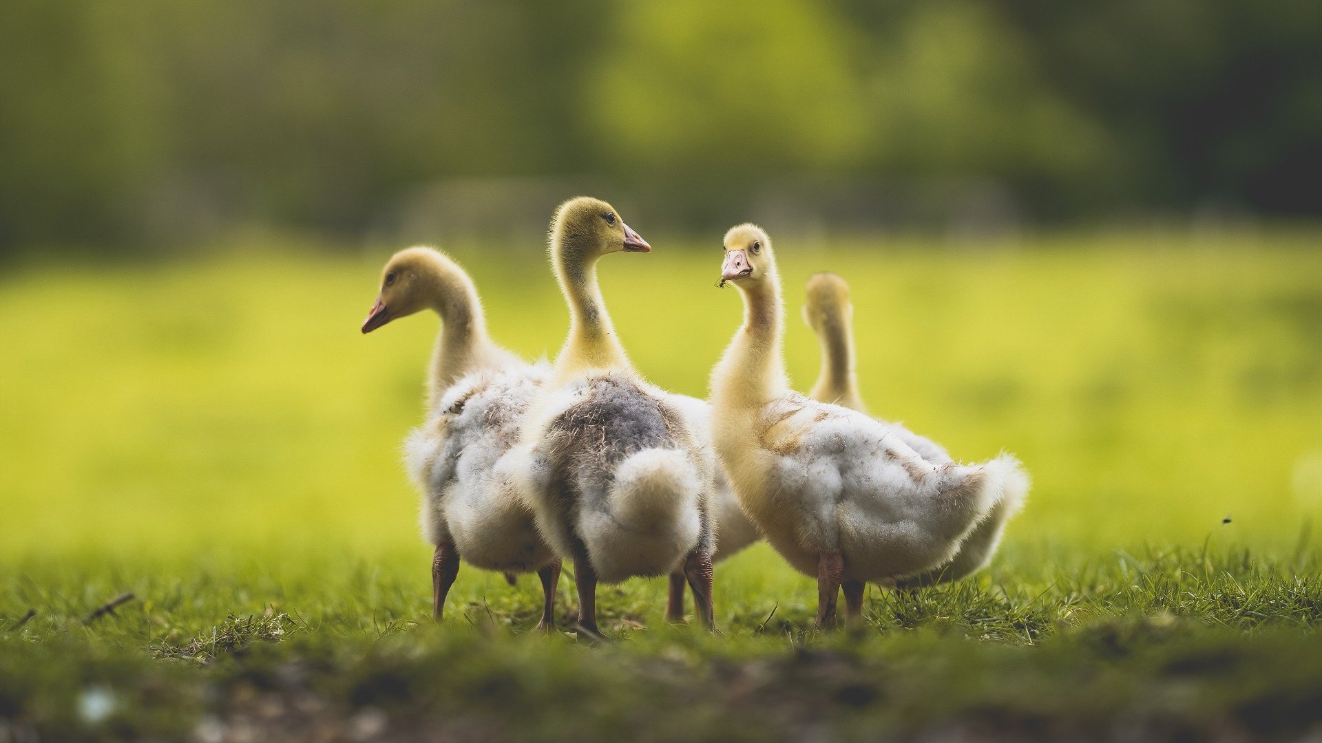 欧冠之夜，比利时力量打穿阿森纳，苏亚雷斯攻防两端彰显绝对统治